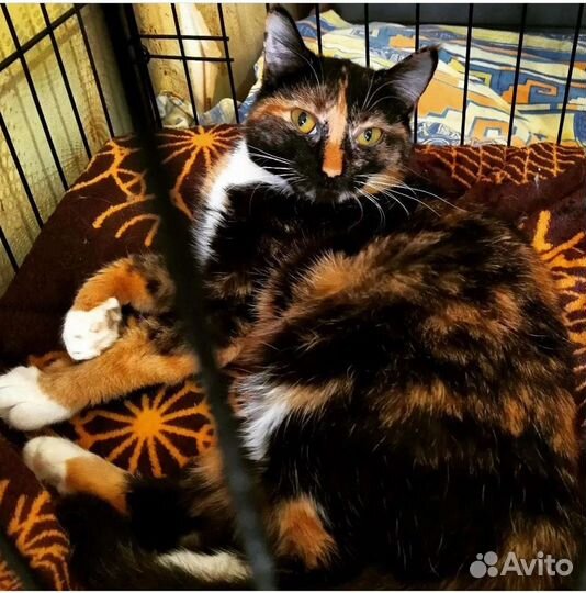 Кошечка Фенечка