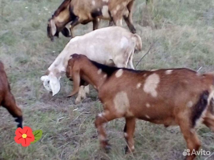 Нубийский козел