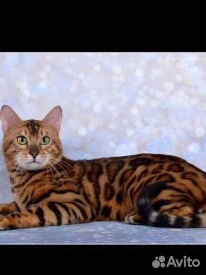 Бенгальский кот