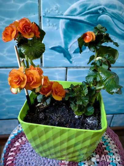 Бегония элатиор