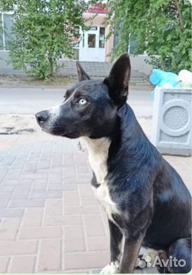 Голубоглазый метис хаски/стаффорда очень ищет дом