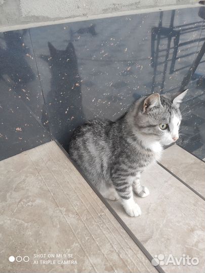 Отдам кота бесплатно (мальчик)