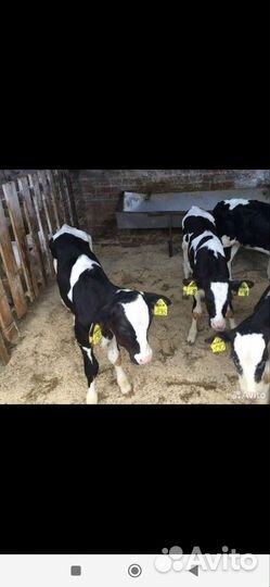 Быки 1-3месяца