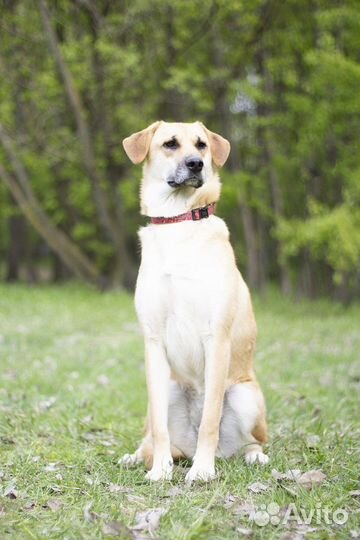 Замечательная собака в дар