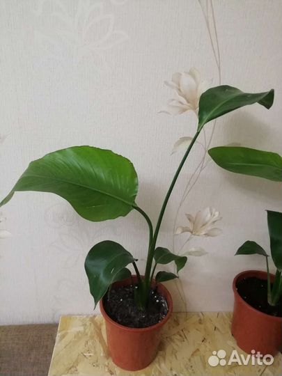 Стрелиция Николая