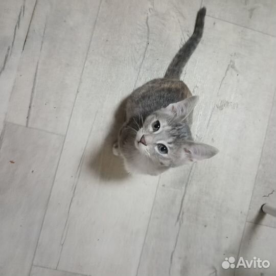 Милейшие комочки