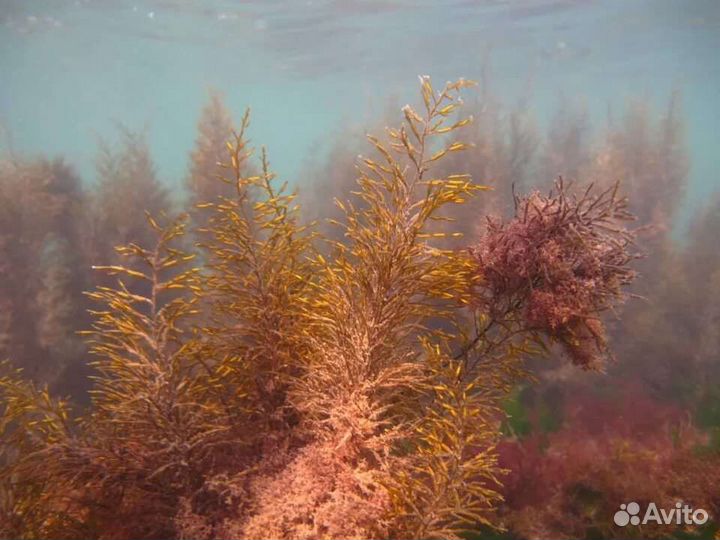 Цистозеира бородатая водоросли лекарства