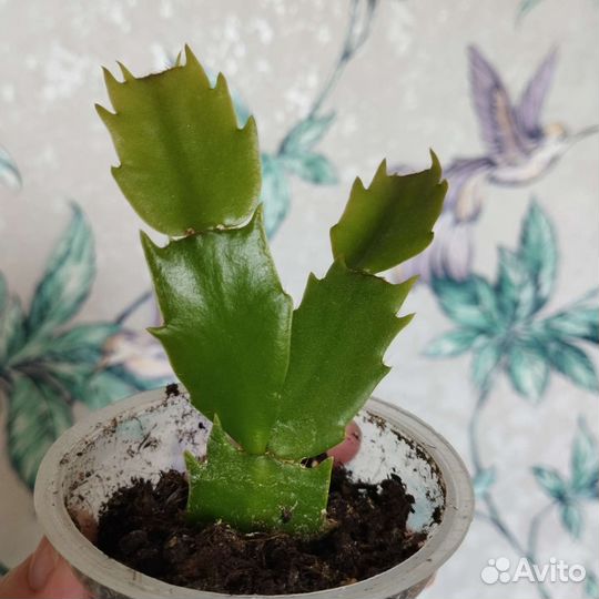 Декабрист белый