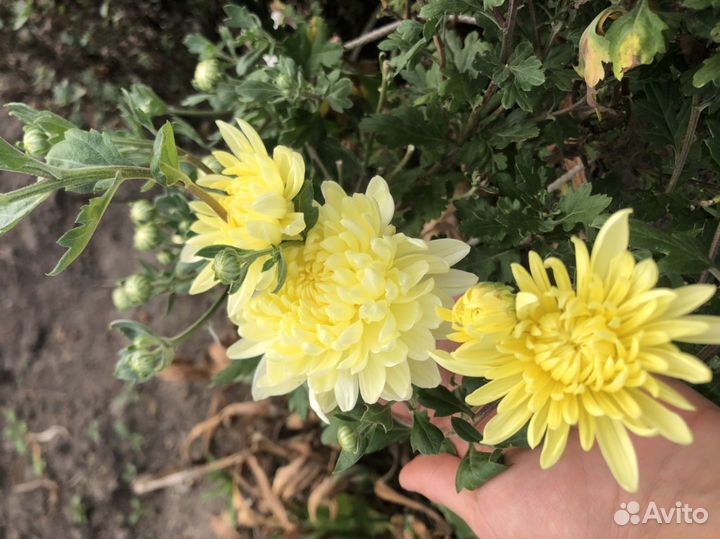 Хризантема