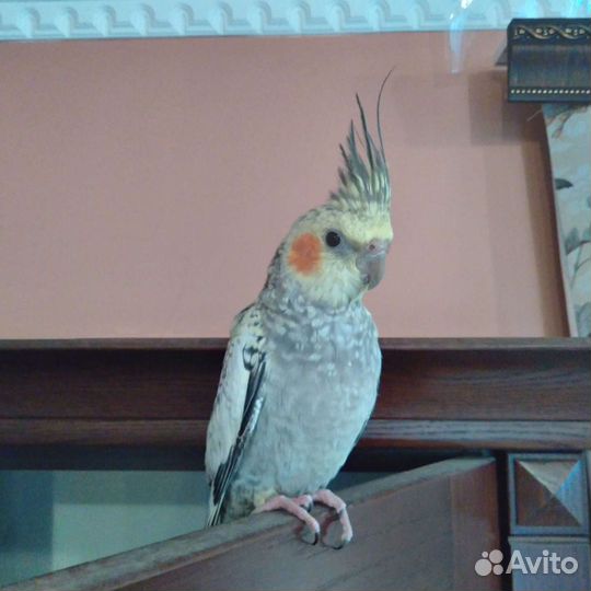 Попугаи корелла