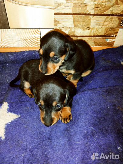 Щенки таксы стандартные