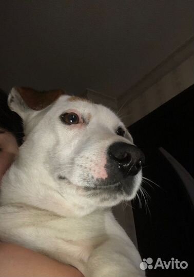 Вязка Джек Рассел Терьер