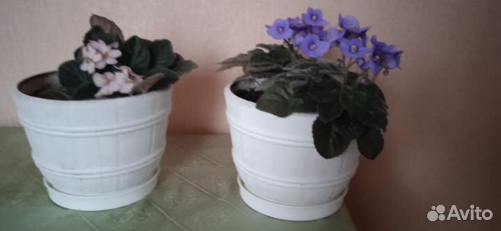 Комнатные цветы