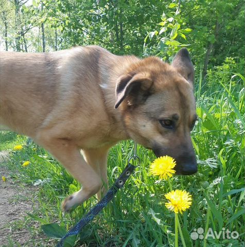 Собака в добрые руки, Кози