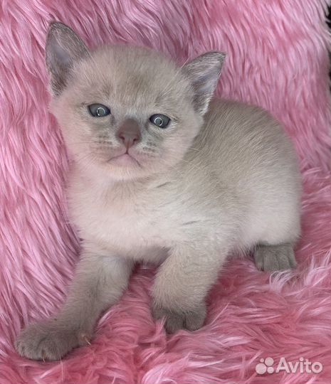 Бурманские котята