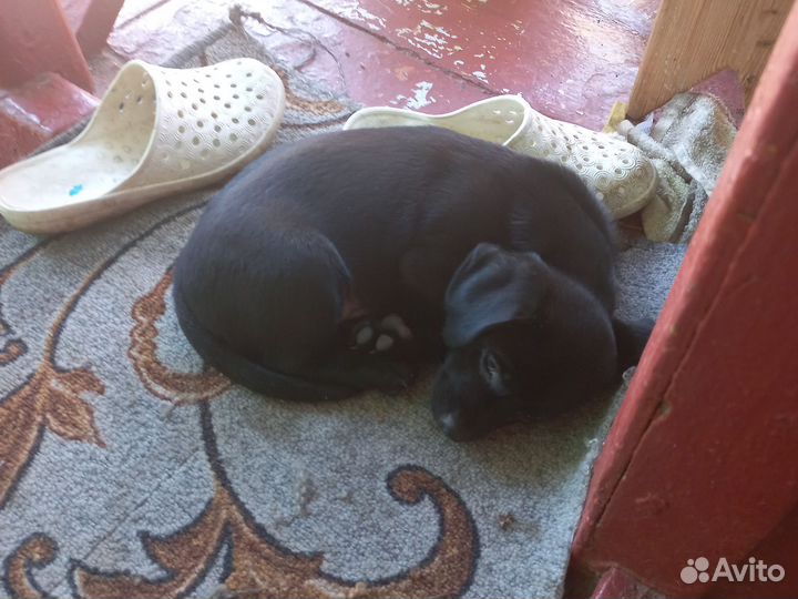 Щенки мальчик 1,8 месяца