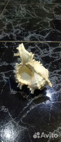 Ракушка для дэкора