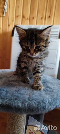 Милые котята