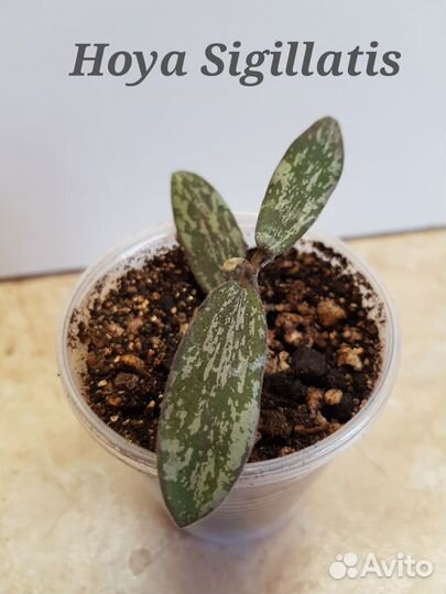 Хойи сортовые (набором)