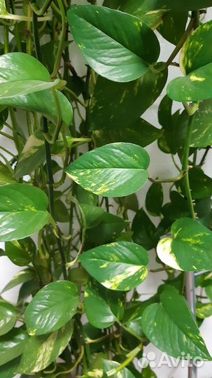 Сциндапсус