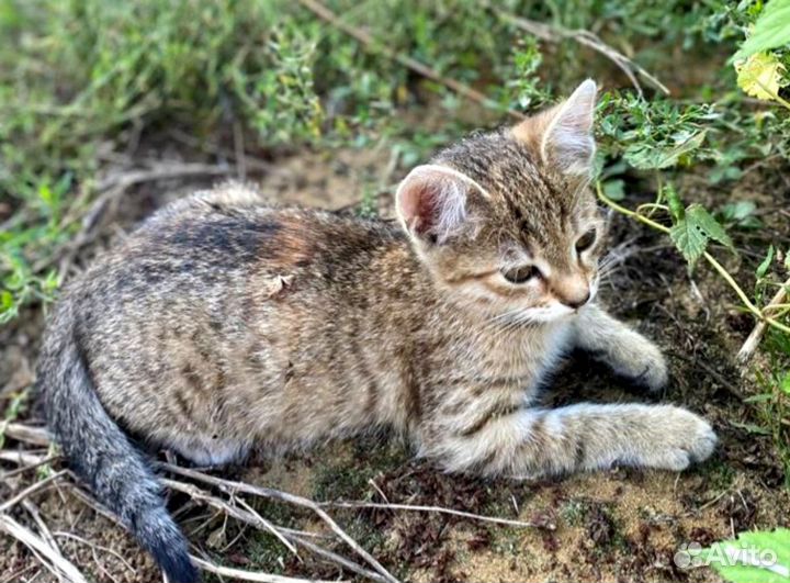Отдам котенка в добрые руки. Крошка горошинка