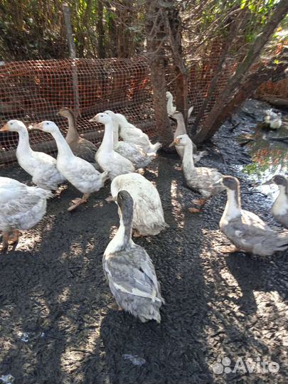 Гуси и утки