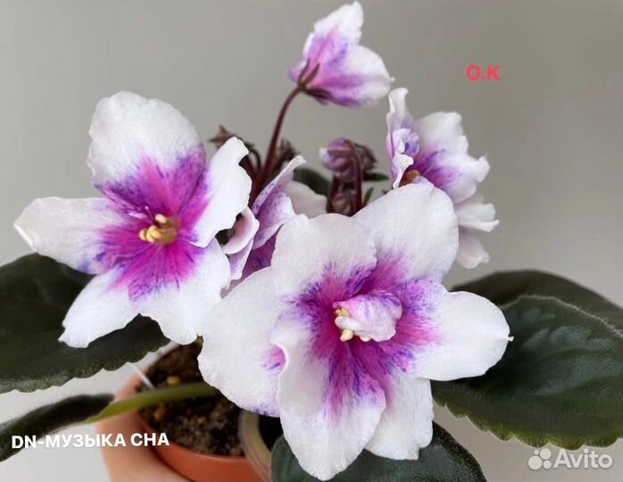 Фиалка сартовая детки