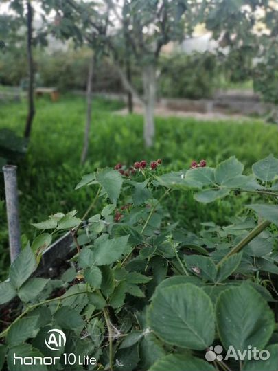 Саженцы ежевики