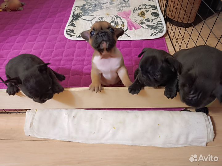 Французский бульдог