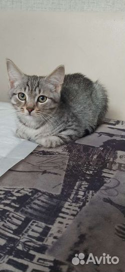 Кошка
