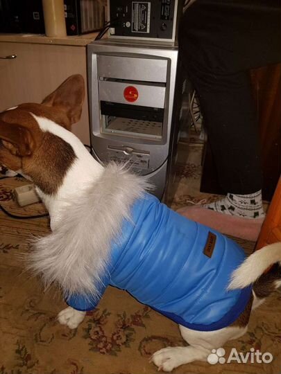 Одежда для собак