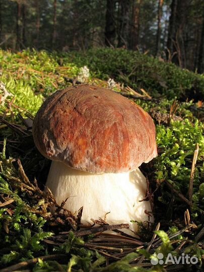 Грибы боровики