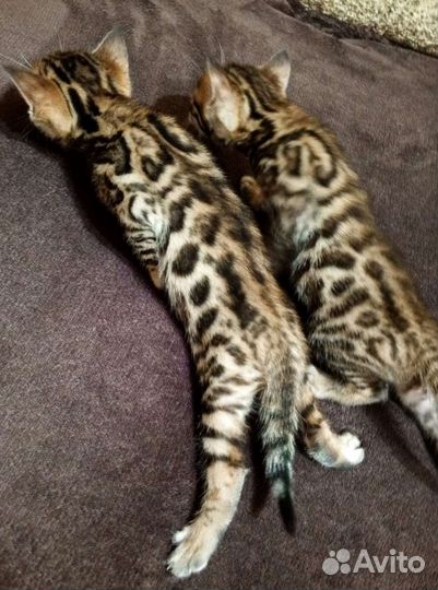 Бенгальские котята
