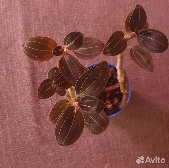 Продам излишки комнатных растений