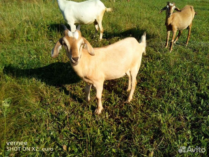 Продам козла