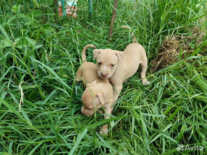 Щенки Питбуля