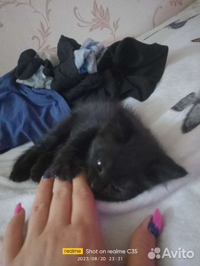 Кошка в дар бесплатно