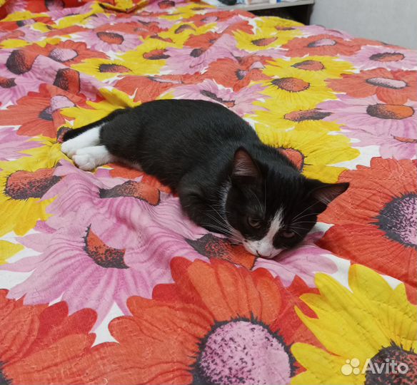 Кот в дар бесплатно