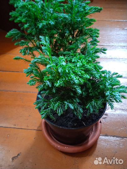 Кипарисовик 