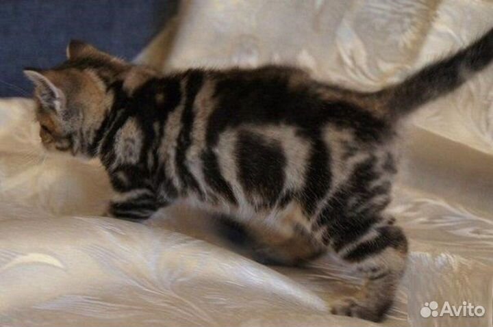 Котенок Бусина