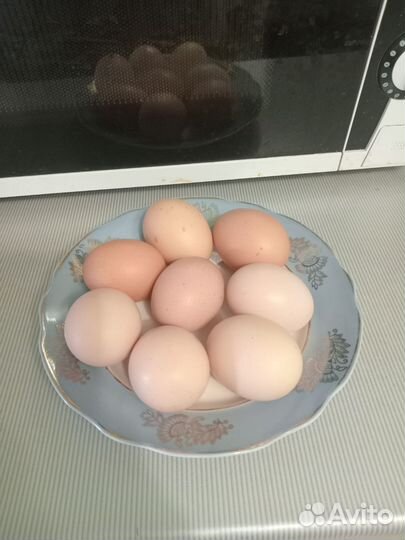 Яйцо куриное