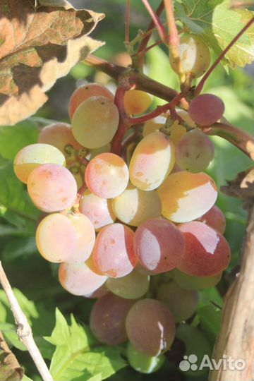 Виноград для севера