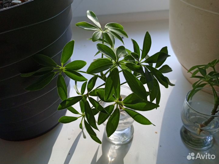 Отросточки цветов