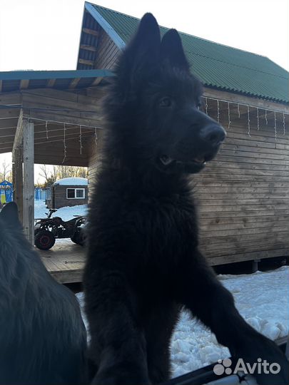 Черная немецкая овчарка