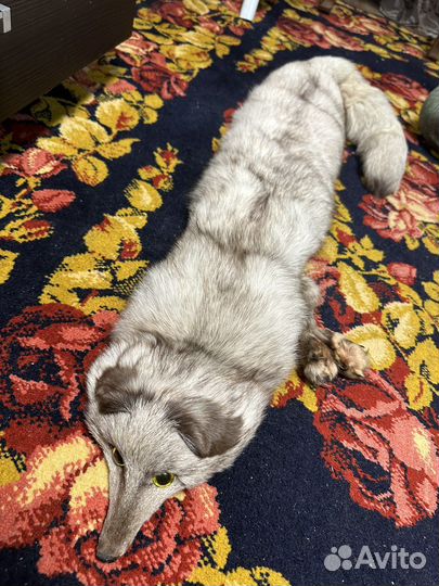 Шкурка песца