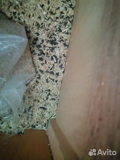 Рис кормовой