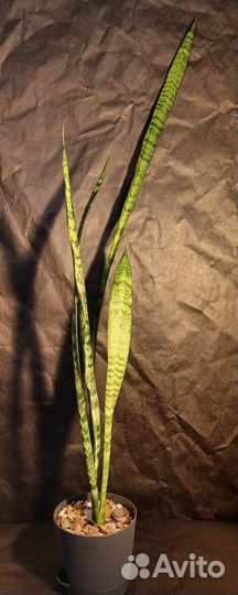 Сансевиерия Зейланика