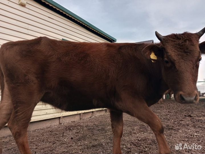 Продается телка