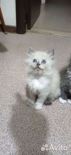 Сибирские котята