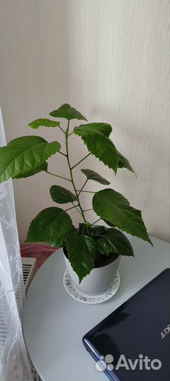 Гибискус китайская роза